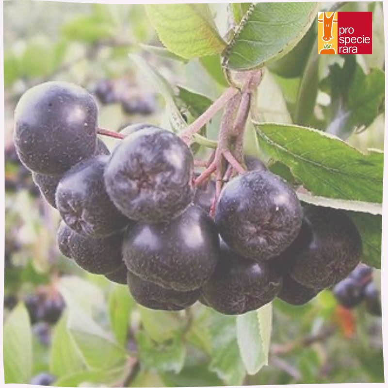 Aronia melanocarpa Amit
