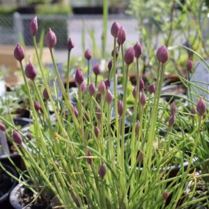 Allium schoenoprasum – Schnittlauch